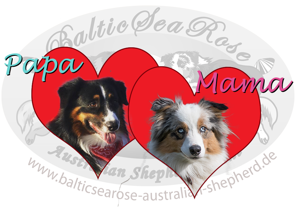 Australian Shepherd Welpen Wurf März 2016